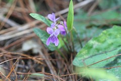 Viola inconspicua